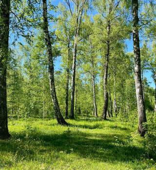 Левитановская берёзовая роща
