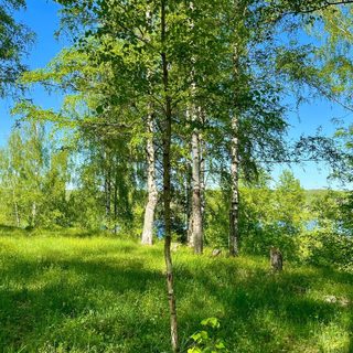 Bosquet de bouleaux de Levitan