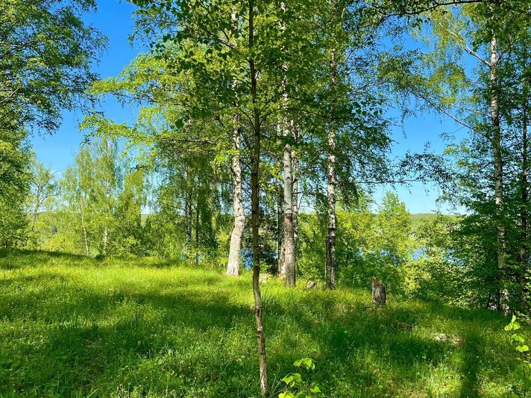 Levitan's Birch Grove