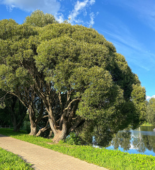 Parc de l'Étang Supérieur