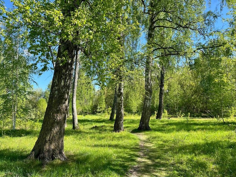Levitan's Birch Grove