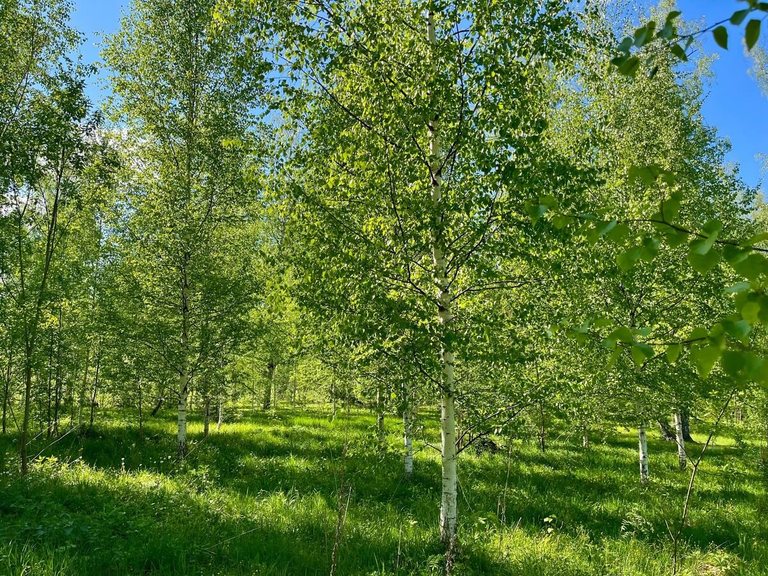 Levitan's Birch Grove