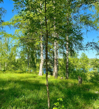 Bosquet de bouleaux de Levitan