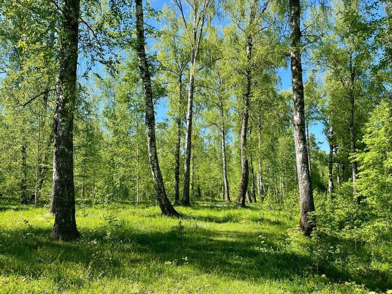 Левитановская берёзовая роща
