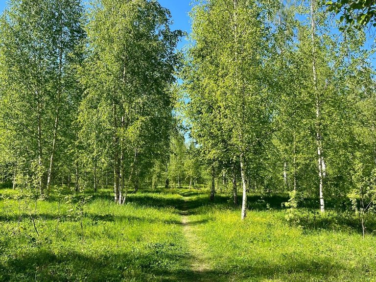 Levitan's Birch Grove